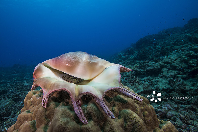 法属波利尼西亚塔希提岛礁石上的巨型蜘蛛海螺图片素材
