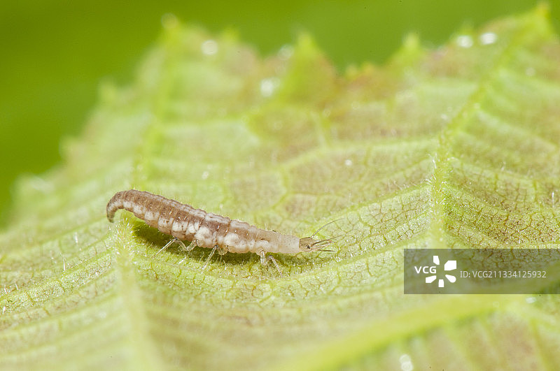 法国洛林榛树叶上的绿草蛉幼虫图片素材