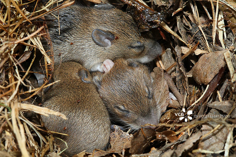 法国林鼠和幼崽图片素材