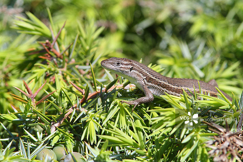 西班牙加泰罗尼亚树蜥图片素材