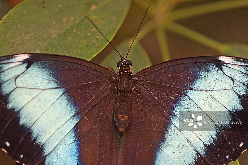 温室中叶子上的阿喀琉斯闪蝶，法国图片素材