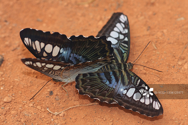 在法国温室中饲养的快船交配图片素材