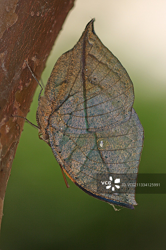 温室树皮上的橡树叶蝴蝶图片素材