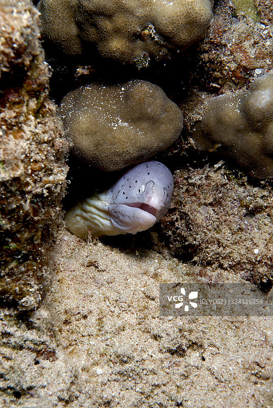 几何形红海莫瑞鳗 - 埃及图片素材