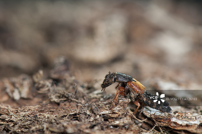 花园里的隐翅虫，法国洛林图片素材