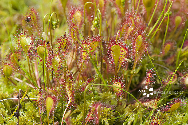 南锡盖伊和蒂埃里·塞内克·马赫瓦植物温室产出图片素材