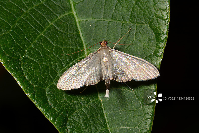 瓦努阿图树叶上的飞蛾图片素材