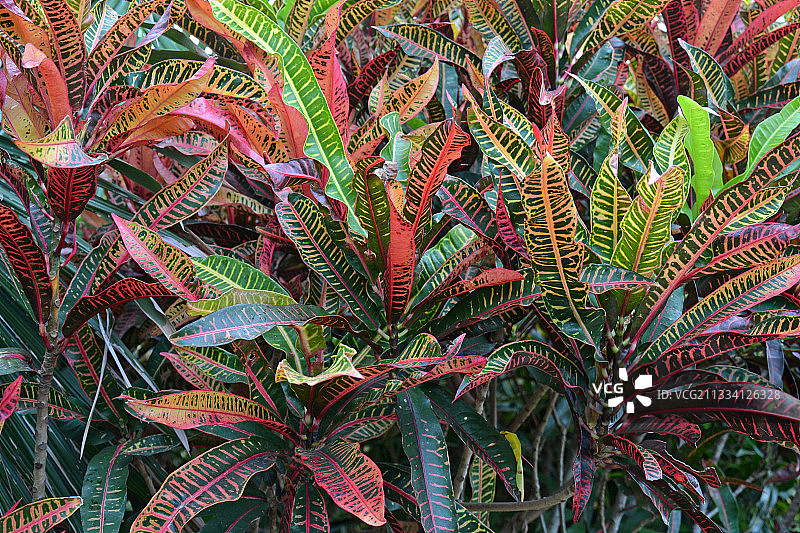 色彩斑斓的杂色植物图片素材