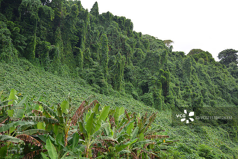 战争期间美国人引进的用于隐藏设施的藤蔓图片素材