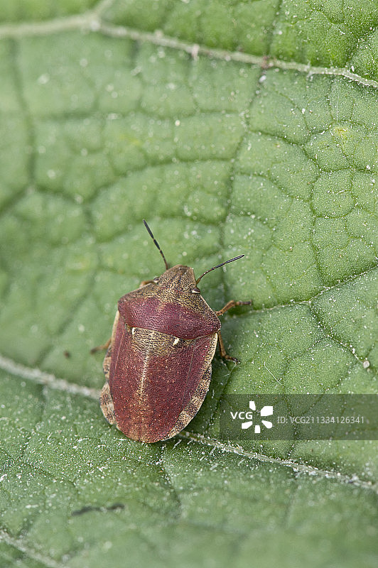 丹麦叶上龟虫图片素材