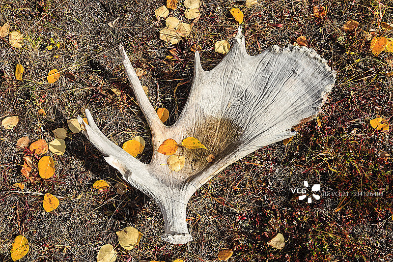 加拿大育空地区秋季苔原上的驼鹿角图片素材