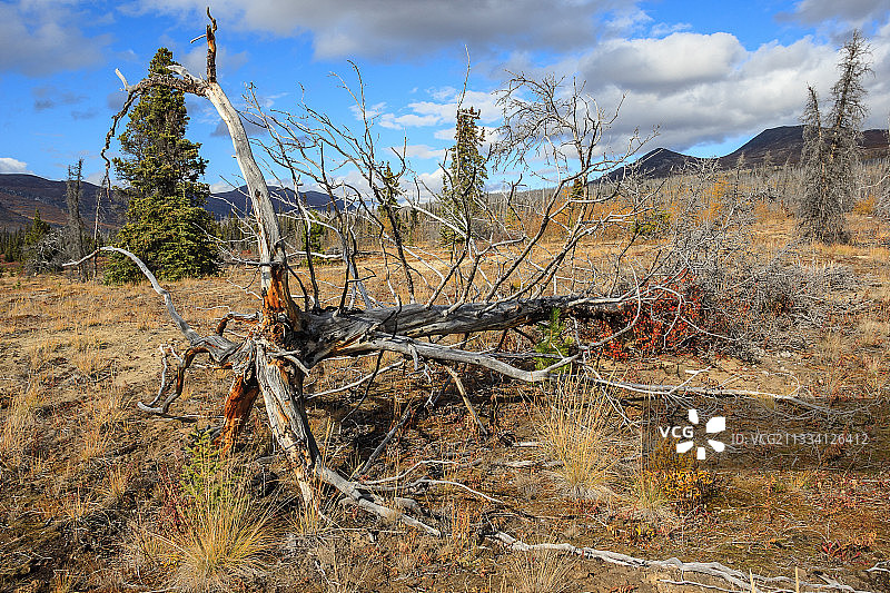 十年前被烧毁的森林图片素材