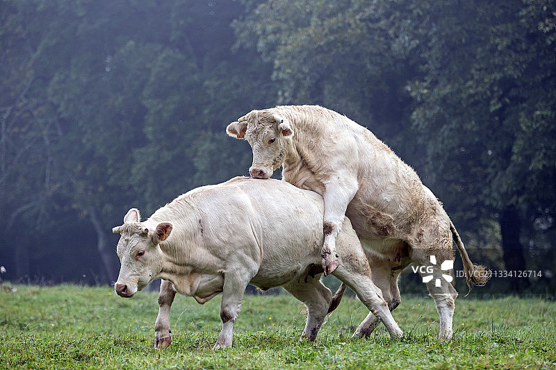 在法国，夏洛莱母牛爬到另一头母牛身上图片素材