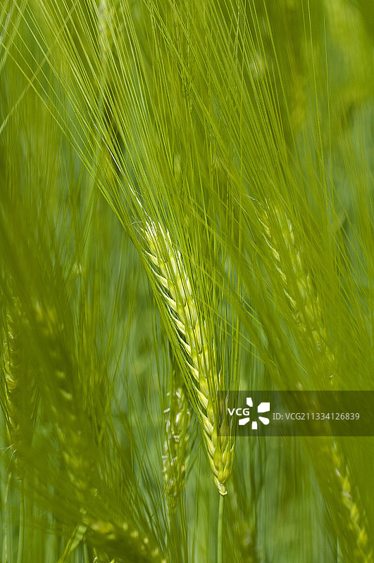 田野中的绿色麦穗图片素材