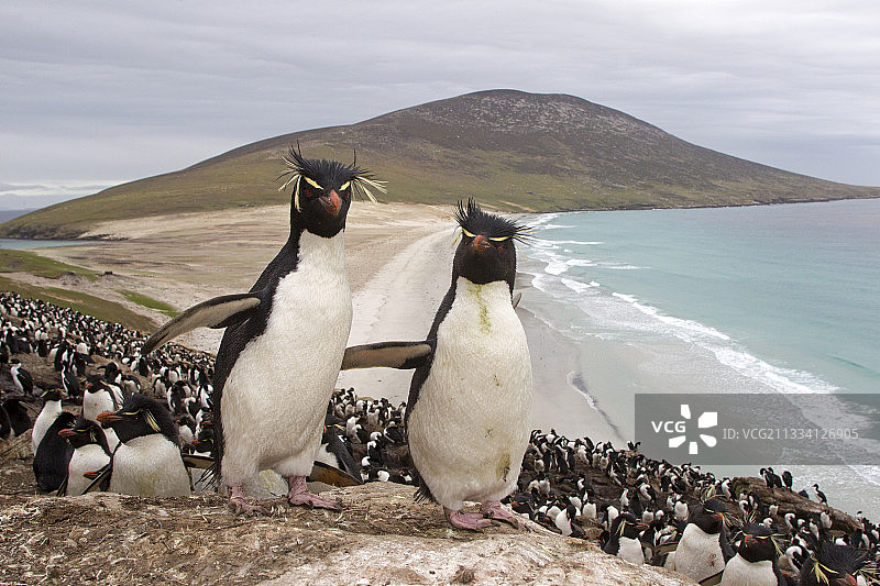 南跳岩企鹅群落 - 福克兰群岛图片素材