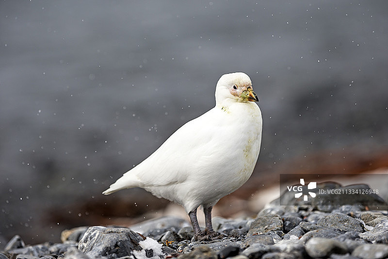 雪地上的白鞘嘴鸥 - 普里昂岛图片素材