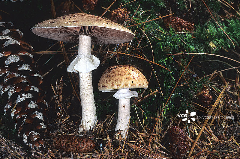 挪威云杉林下林地蘑菇图片素材