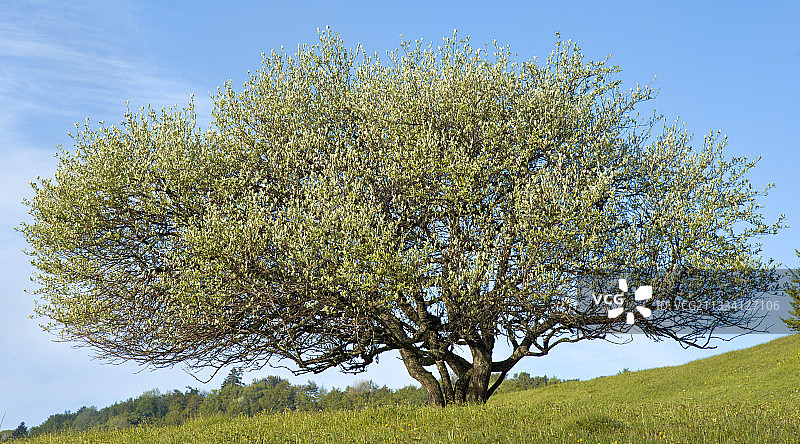 法国比热地区大科隆比耶山区的花楸树图片素材