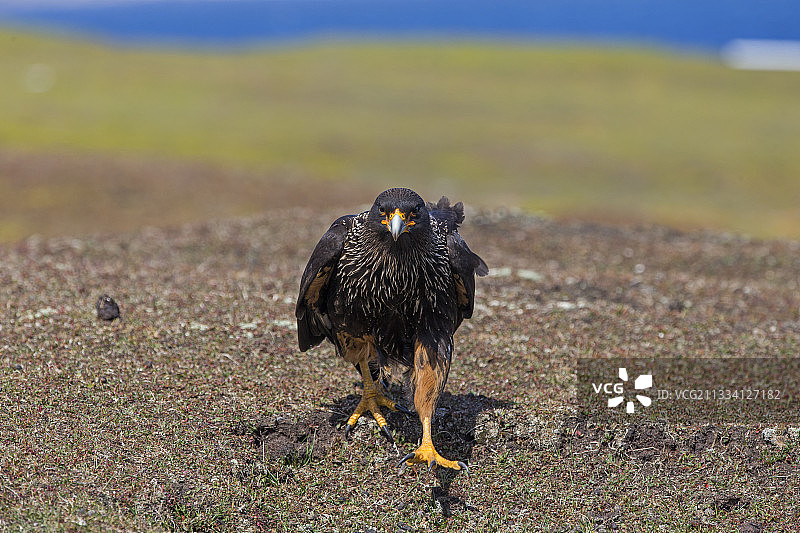 福克兰群岛上行走的条纹卡拉鹰图片素材