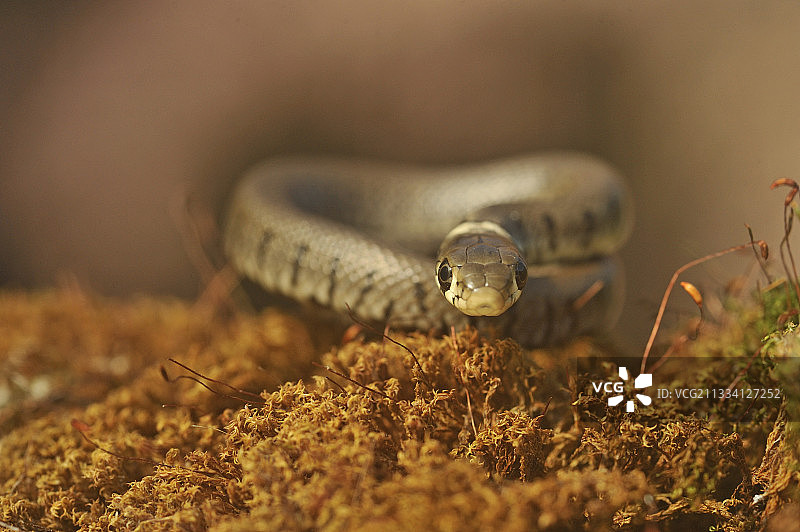 国家狩猎保护区及野生动物马迪讷湖和潘内斯池塘图片素材