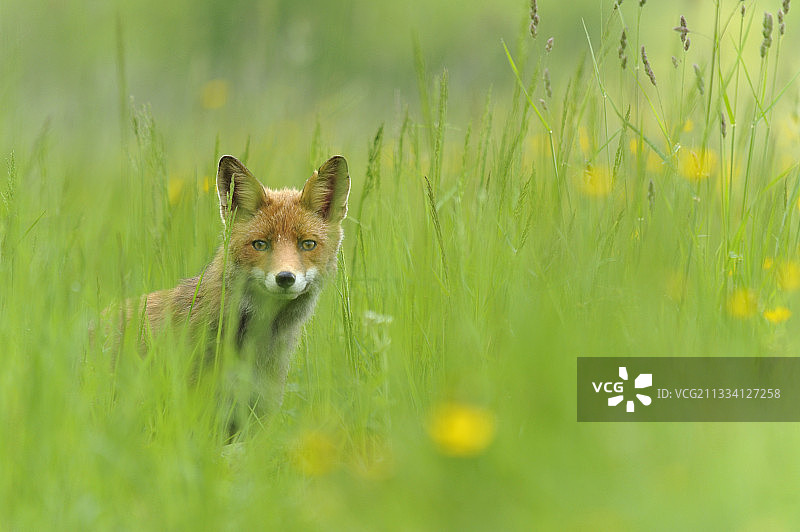 国家狩猎保护区及野生动物马迪讷湖和潘内斯池塘图片素材