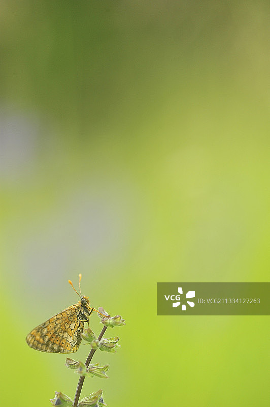 洛林音乐学院遗址图片素材