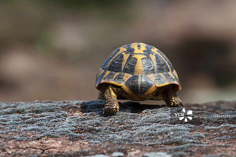 岩石上的赫尔曼陆龟 - 莫尔平原，法国图片素材