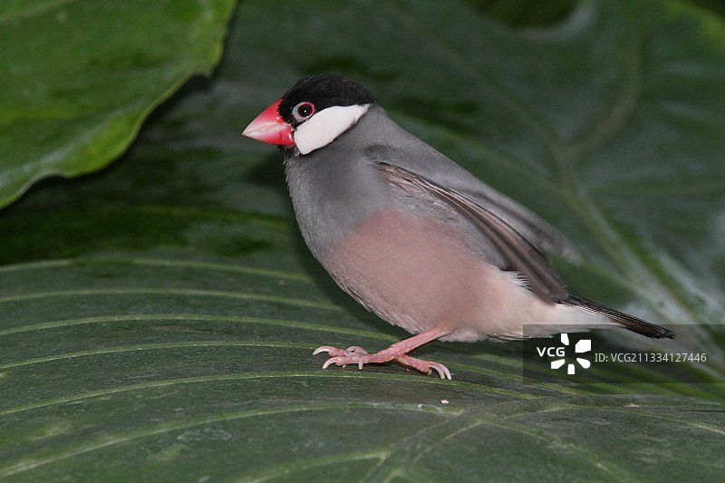 叶子上的爪哇雀图片素材