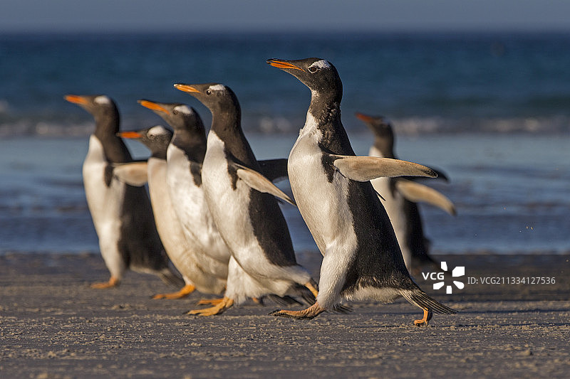 福克兰群岛海滩上奔跑的巴布亚企鹅图片素材