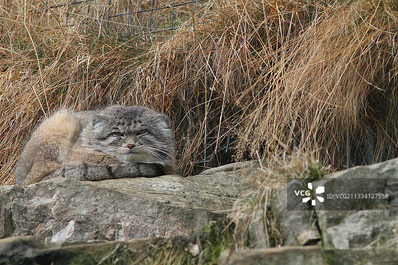 躺在岩石上的兔狲图片素材