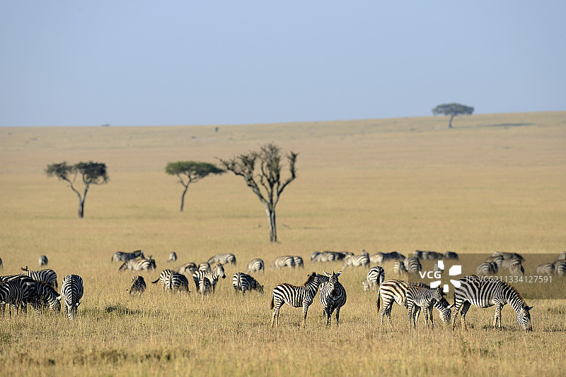 马赛马拉草原上的斑马图片素材