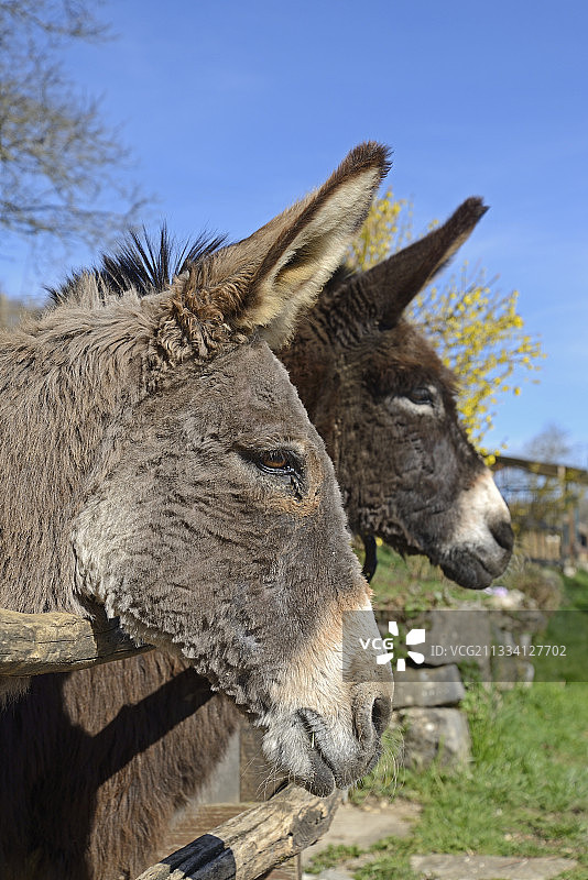 谷仓里的驴 - 法国图片素材