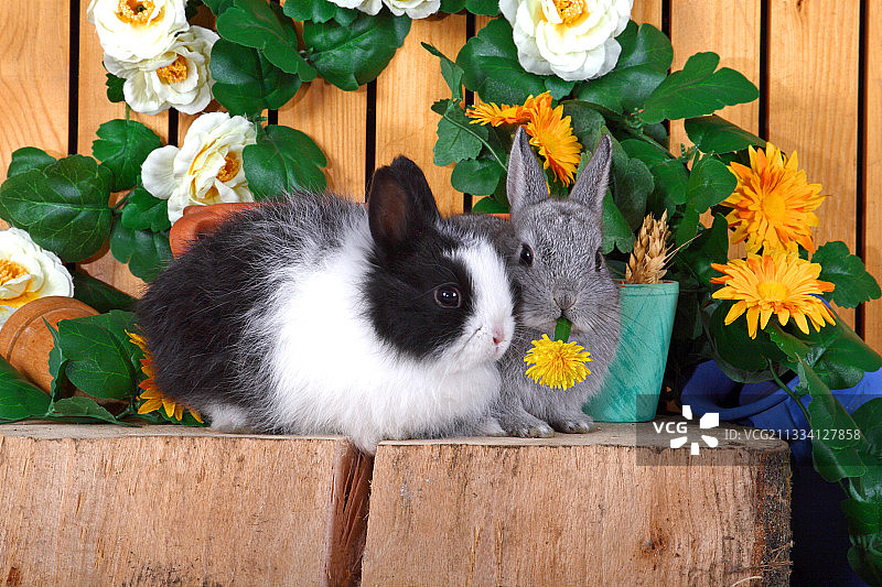 花木丛中的侏儒兔图片素材