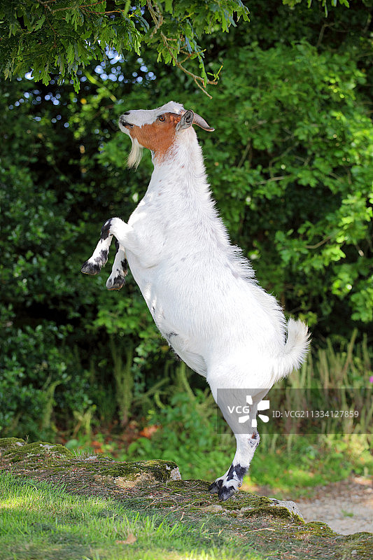 矮山羊跳跃吃树叶图片素材