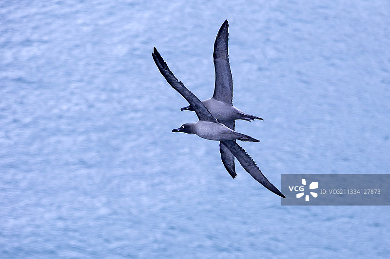 灰头信天翁飞翔在南乔治亚岛图片素材