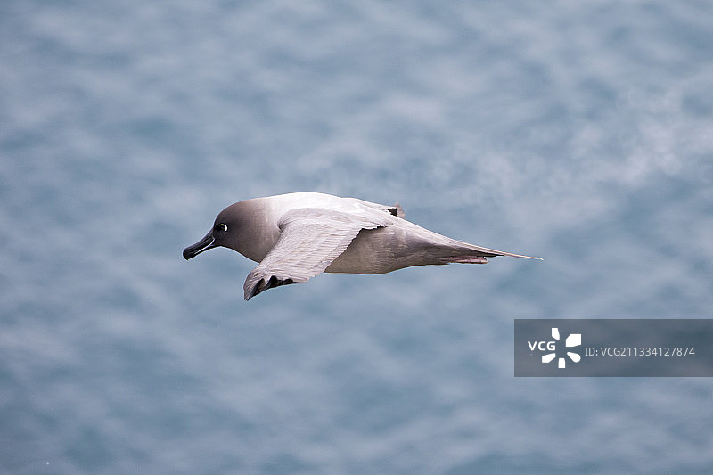 灰头信天翁飞翔在南乔治亚岛图片素材