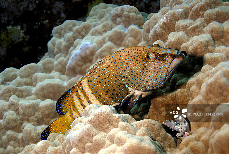 蓝点石斑鱼 - 埃及图片素材