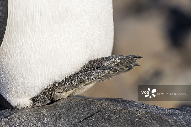 爪子王企鹅在岩石上-南乔治亚图片素材