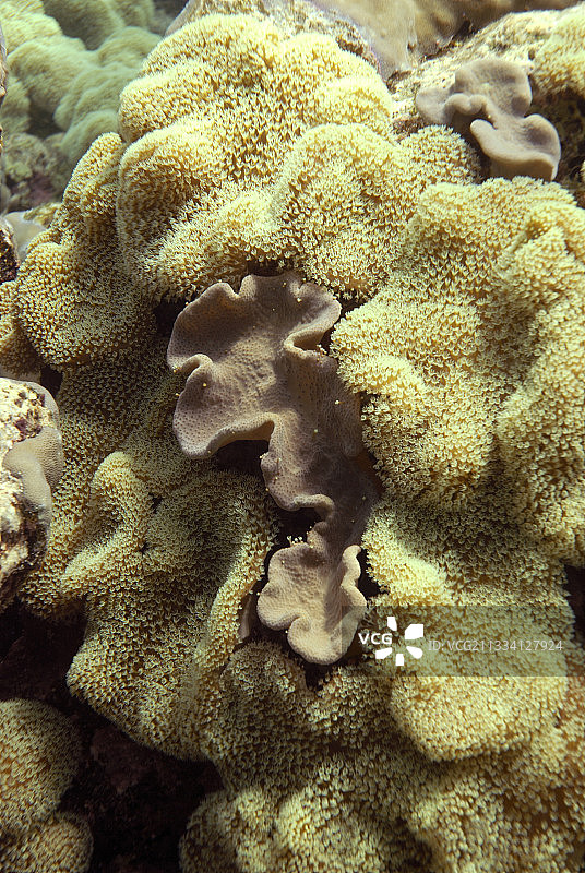 软珊瑚：红海苏丹图片素材