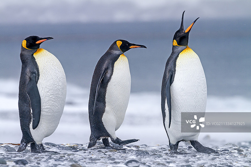 在南乔治亚岛岸边鸣叫的帝企鹅图片素材