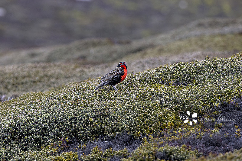 在地面上的长尾草地鹨 - 福克兰群岛图片素材
