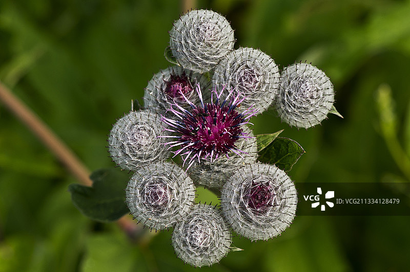 牛蒡花苞 - 丹麦图片素材