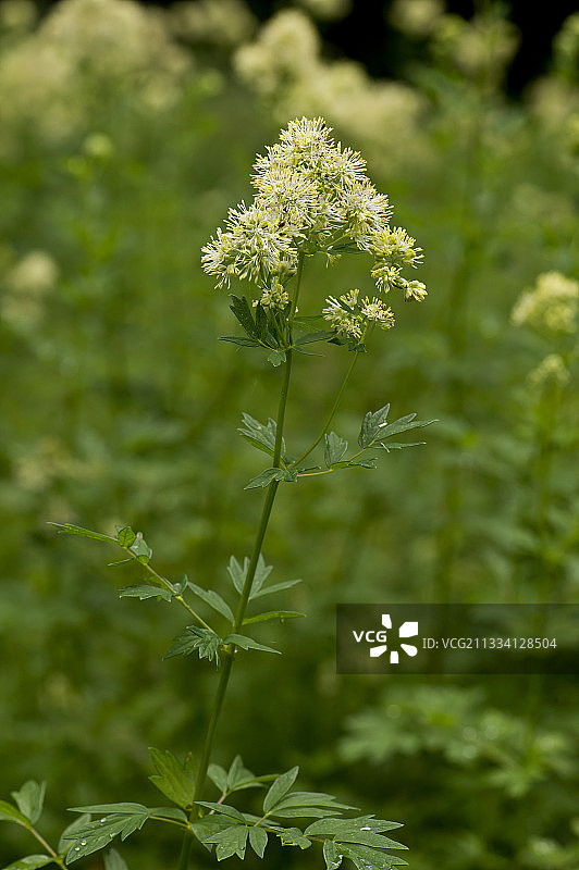 唐松草花 - 丹麦 Allindelille Fredskov图片素材