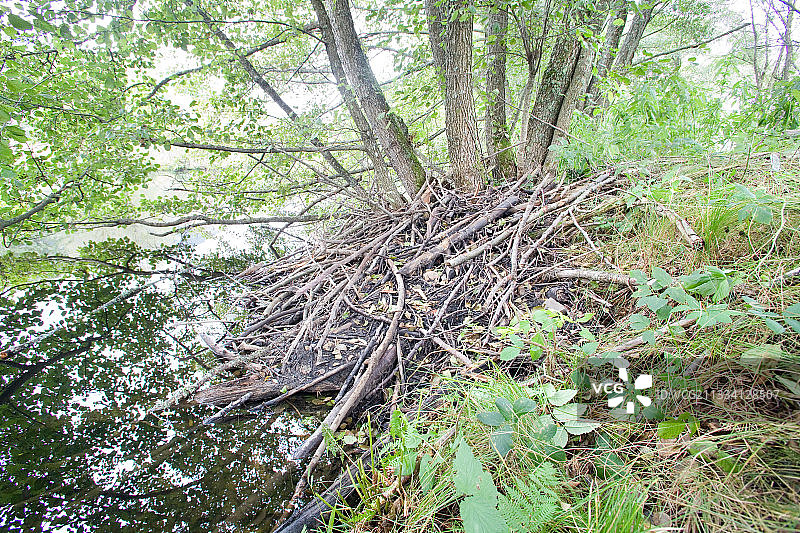 欧洲海狸小屋 - 多勒河谷，法国阿尔萨斯图片素材