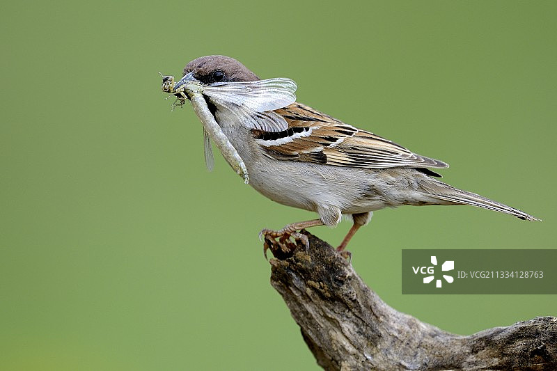 树麻雀捕食蜻蜓图片素材