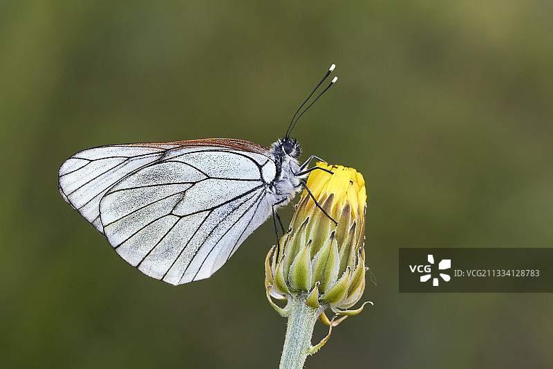 花朵上的黑脉白粉蝶 - Courel山脉，西班牙图片素材