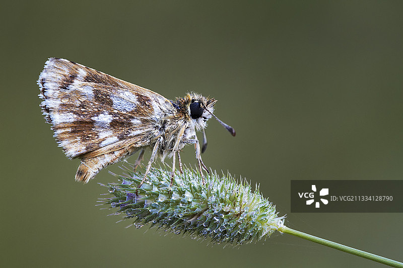 红下翅弄蝶在西班牙库雷尔山脉吃午餐图片素材