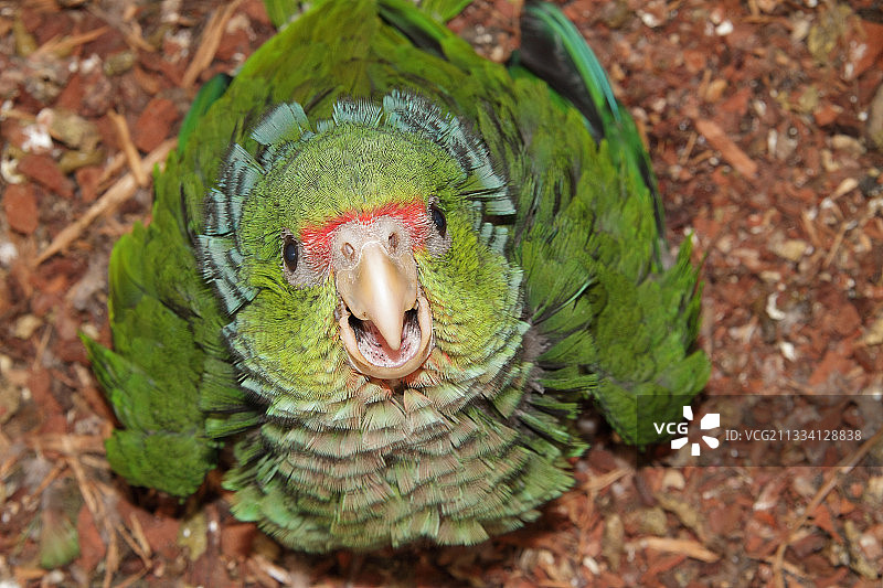 鸟舍里的紫胸亚马逊鹦鹉图片素材