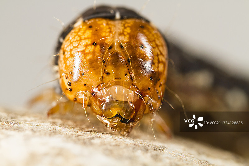 双斑贵格会毛虫的画像 - 法国阿尔萨斯图片素材