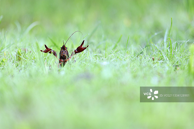 沼泽中的红色沼泽螯虾-法国富宗草原图片素材